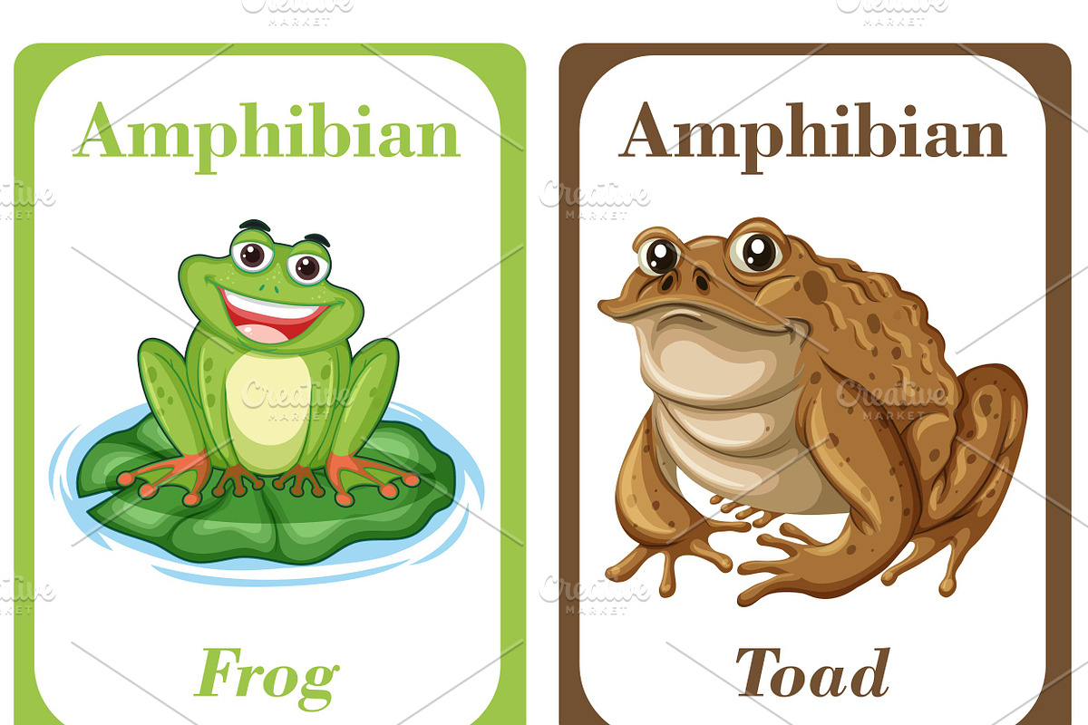 Amphibians Flash Cards For Kids preview 3
