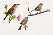 Watercolor House Wren Clipart Set, an Animal Illustration by The Twin Lakes Studio (Thumbnail 2 of 7)