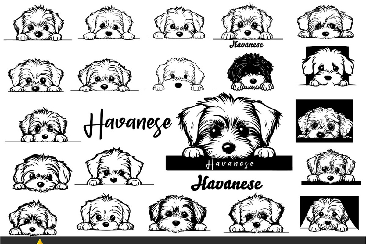 Peeking Havanese Dog Puppy Vector, an Animal Illustration by ARTify Illustrations (Photo 1 of 8)