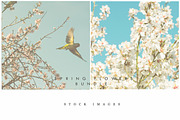 Stock Image Bundle, spring flowers, a Mockup by JAY MID IMAGE (Thumbnail 3 of 6)