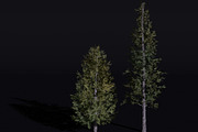 The Siberian Larch Tree, a Plants & Tree 3D Model by FuturePastCreatives (Thumbnail 2 of 4)