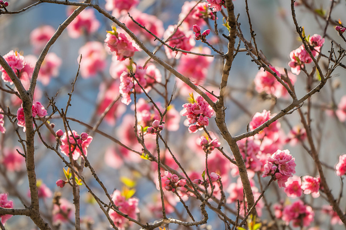 Pink Blossom Bokeh Background, a Nature Photo by Silent Nature (Photo 4 of 4)
