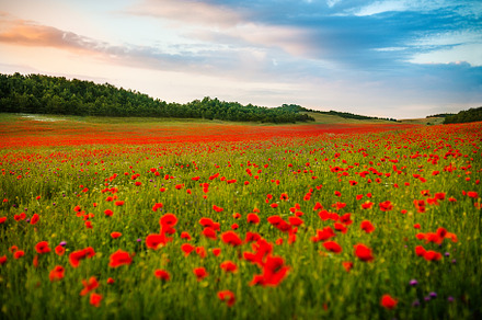 field of red poppies over sunser sky. Beautiful image of field of red poppies over summer sunset landscape. poppies flower field, image for natural background.