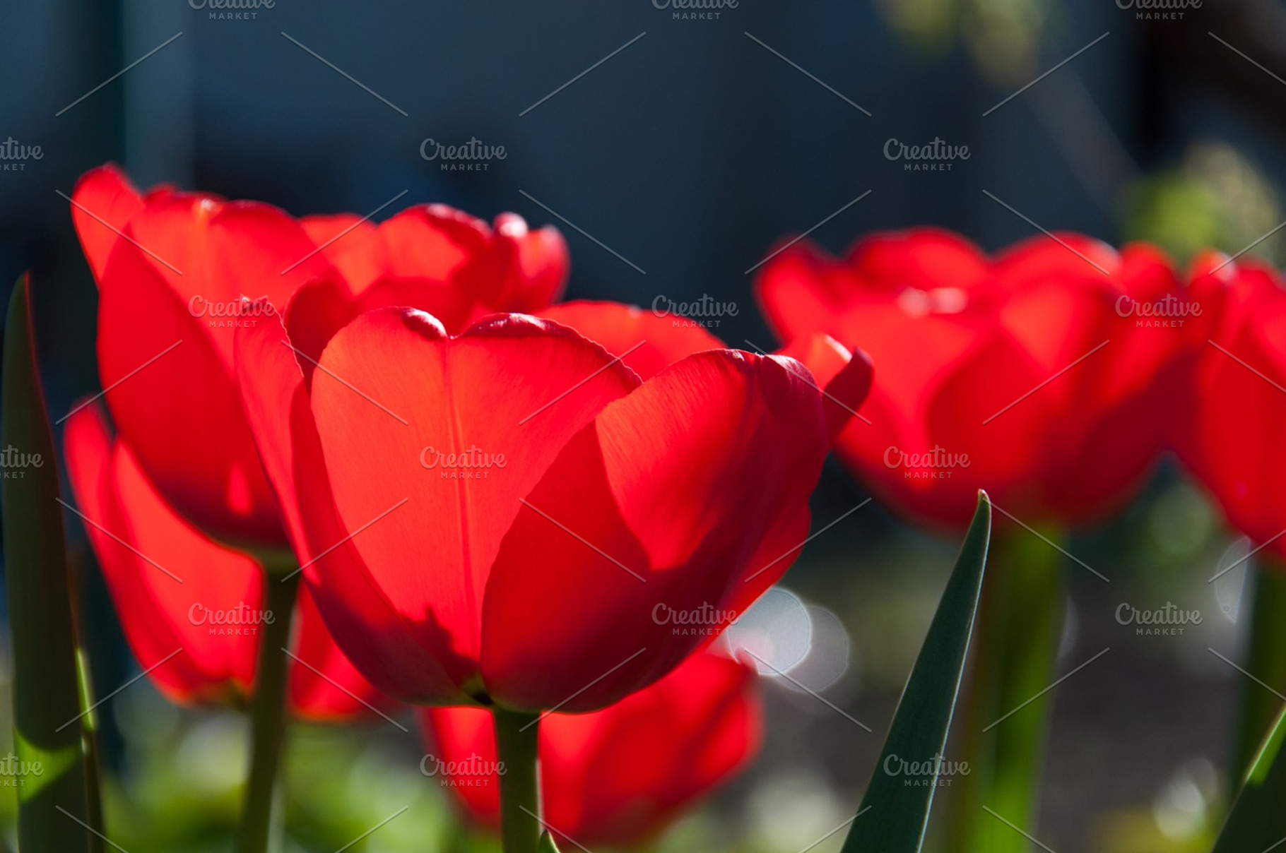 Tulips