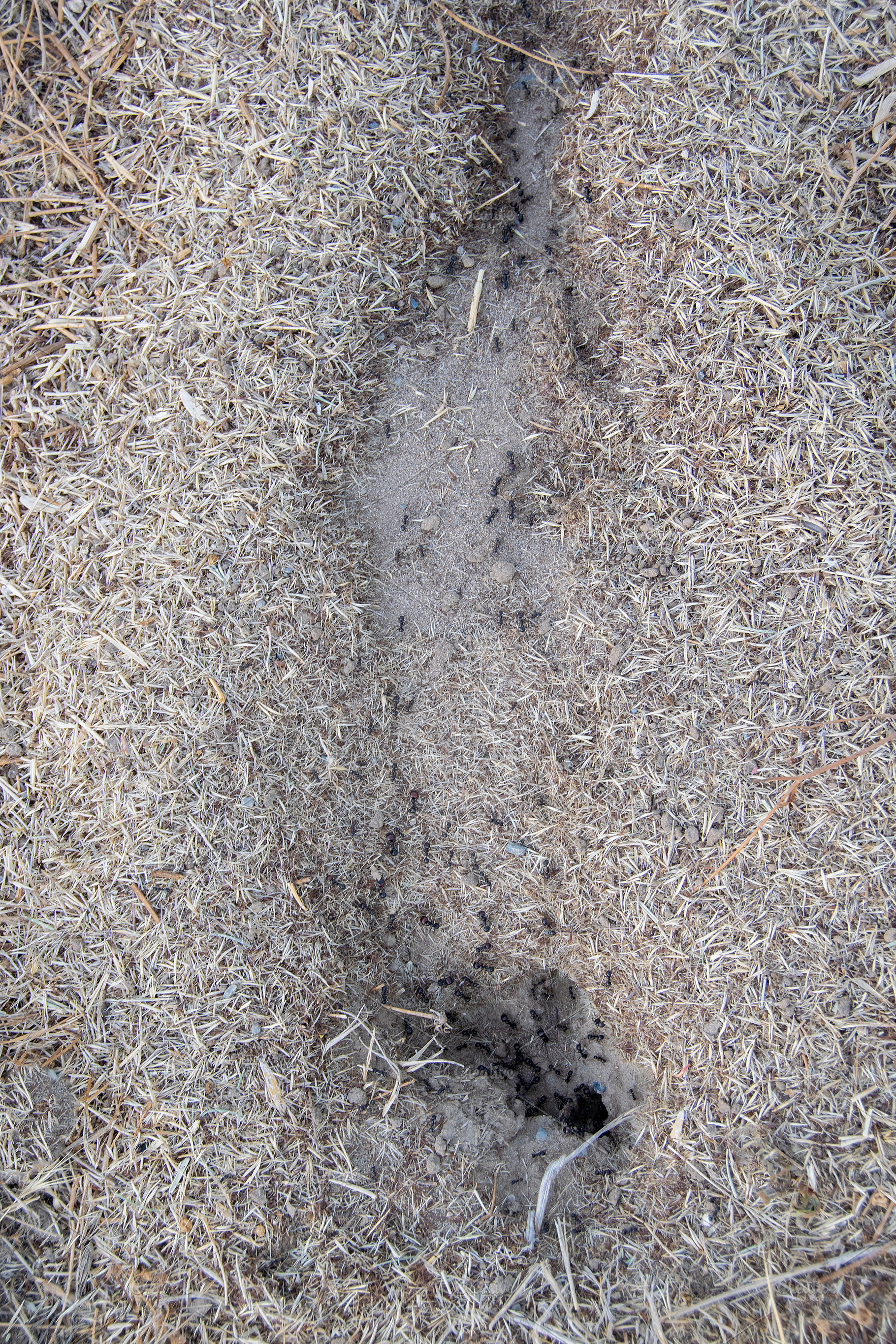 Ants anthill on sandy soil surface, an Animal Photo by DanFLCreativo