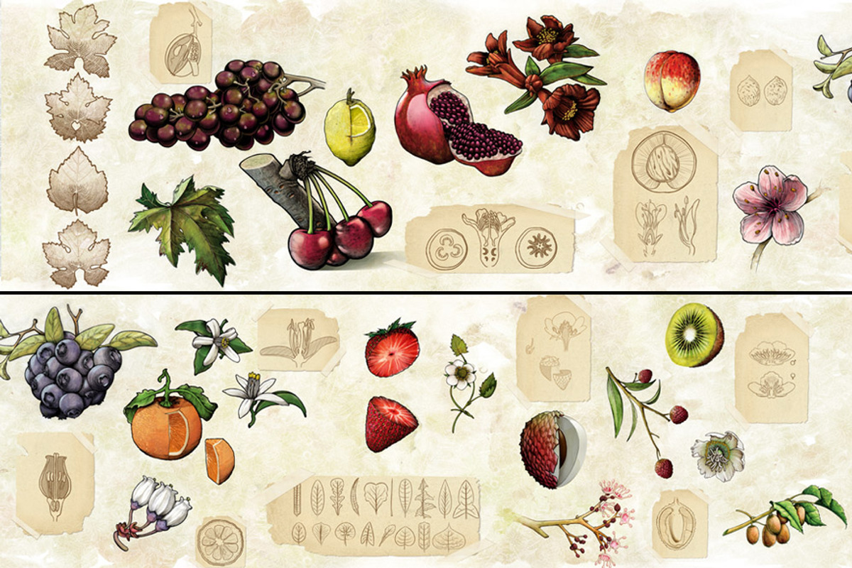 Fruits and Flowers Pack, an Illustration by Rafael (Photo 5 of 6)