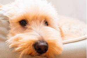 Extreme Close Up Portrait of a