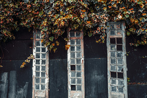 Rustic windows and ivy on dark wall, a Background Photo by SkyNext