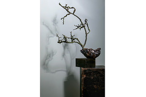 Twisted Bonsai Art On Wooden, a Nature Photo by Natasha Breen