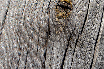 Knots and fibers on an old board, an Abstract Photo by Schreibikus