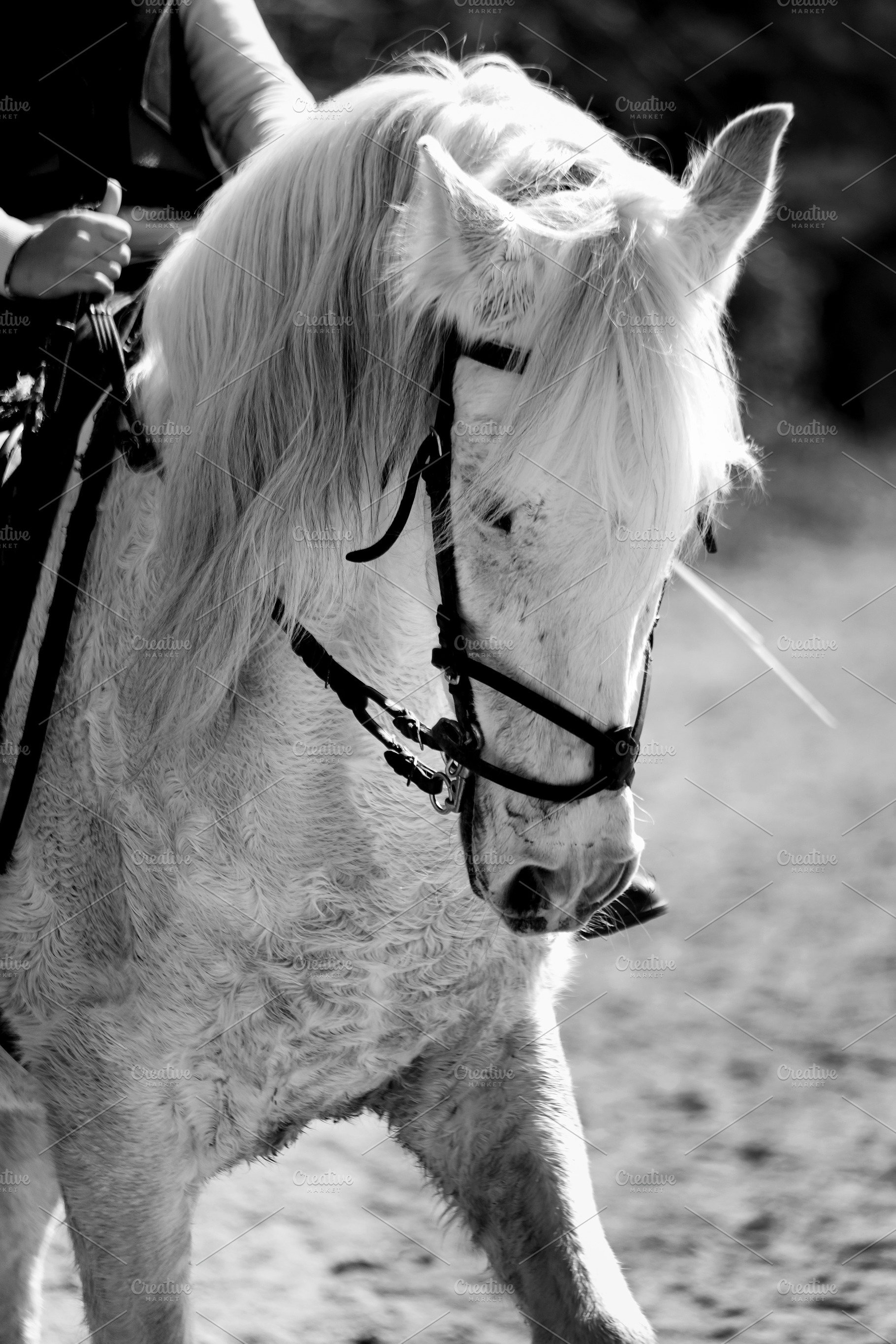 portrait of a riding horse, an Animal Photo by Perpis
