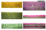 Flowers and Grass Overlays, an Object Graphic by MixPixBox (Thumbnail 4 of 6)