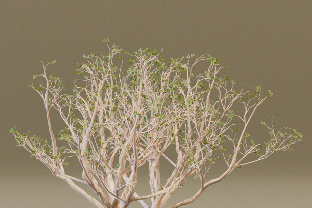 The Red Coral Tree, a Plants & Tree 3D Model by FuturePastCreatives (Photo 2 of 8)