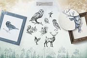 Misty Forest Collection, an Animal Illustration by Michael Rayback Design (Thumbnail 2 of 7)
