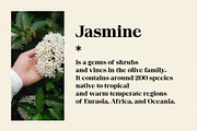 jasmine - elegant soft serif, a Serif Font by Mikhail Fukurou (Thumbnail 2 of 11)
