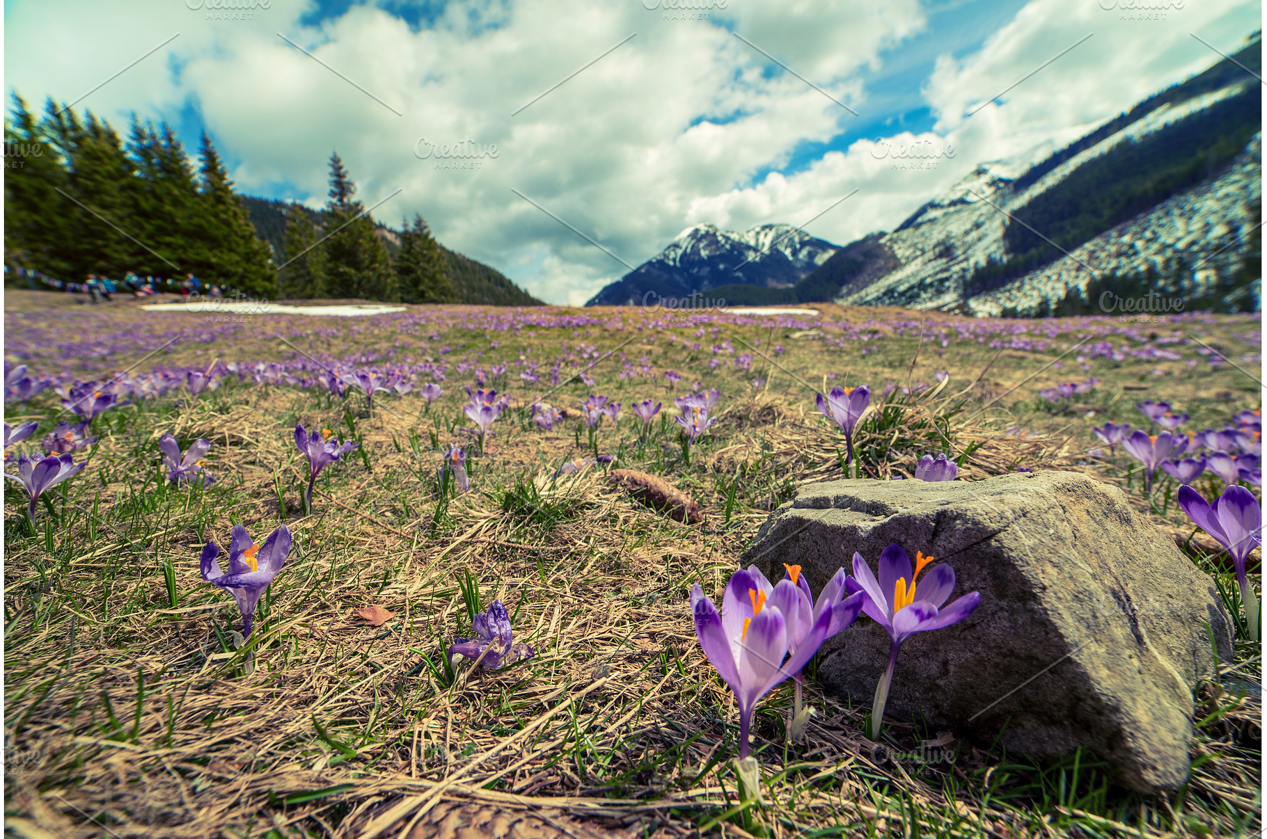 Dolina Chocholowska with blossoming, a Nature Photo by Nature and travel