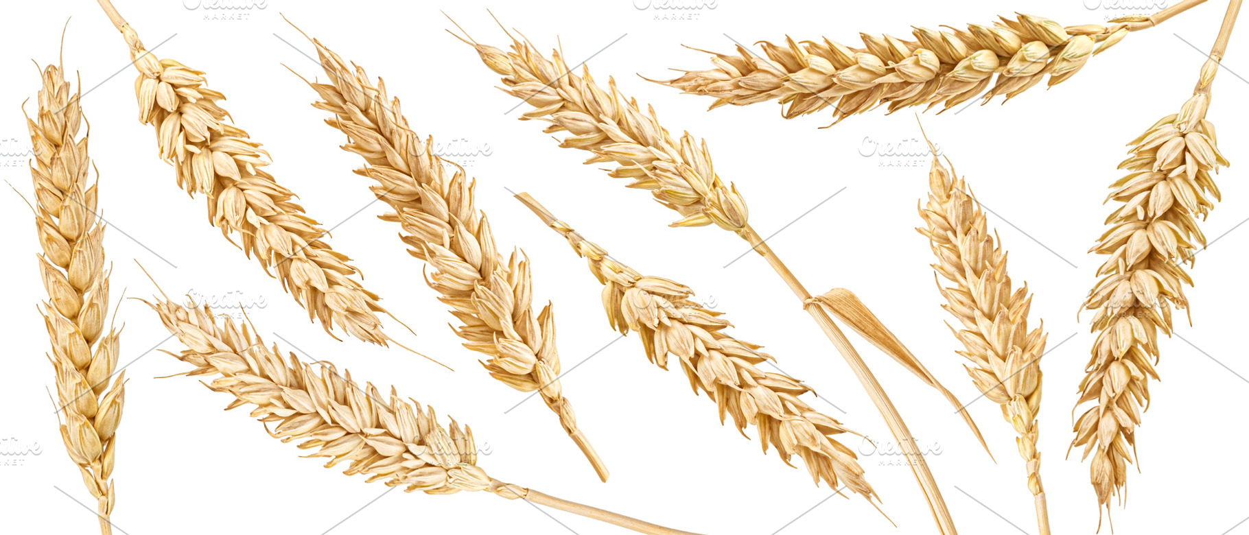Ears of wheat collection, a Food & Drink Photo by Max Lashcheuski