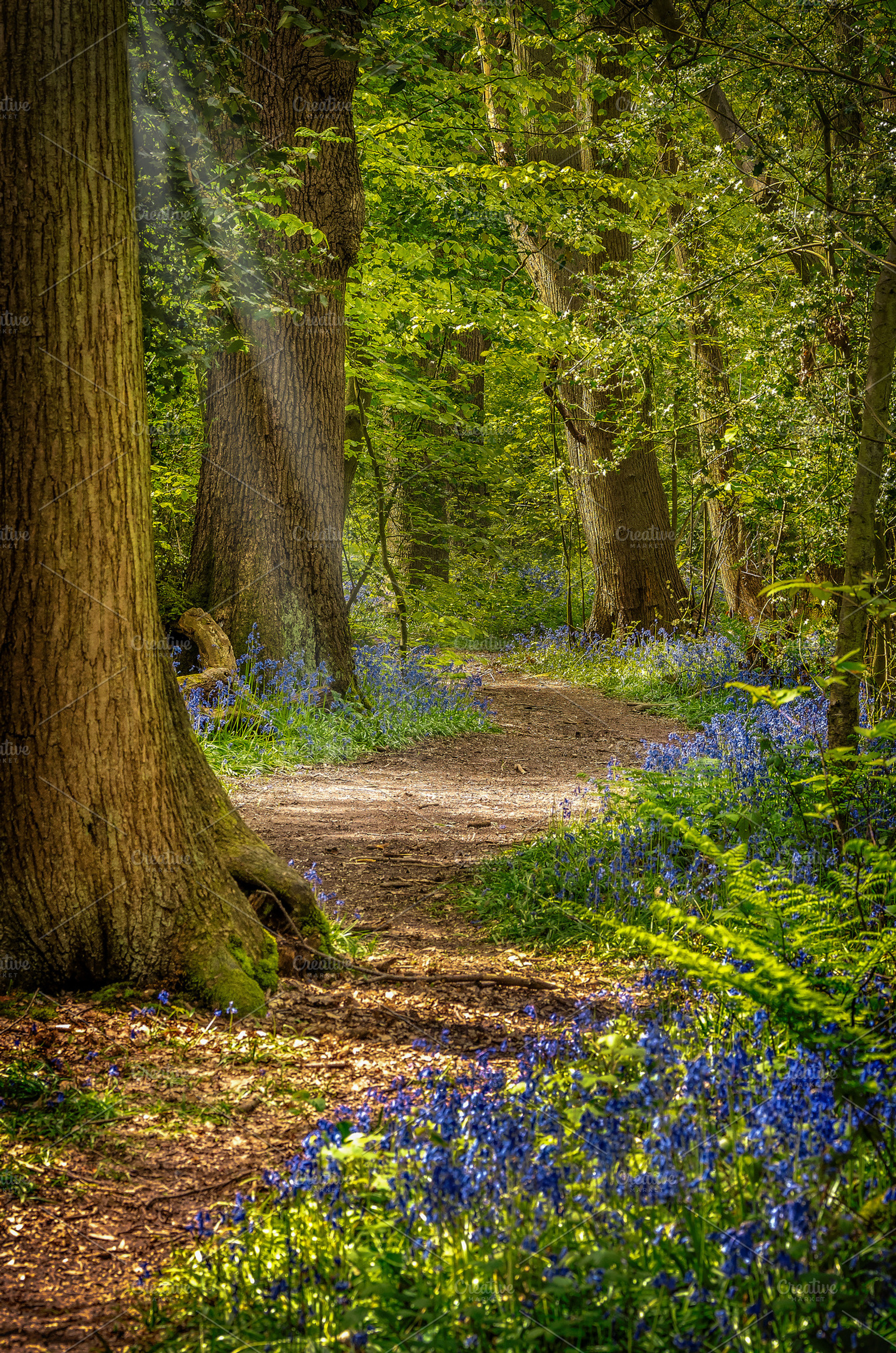 Bluebell Walk, a Nature Photo by Shoey Photography
