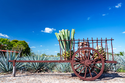 Blue Agave on a Wagon