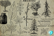 Botany Book Digi Stamps PNGs, an Object Graphic by Emily Designs (Thumbnail 3 of 5)