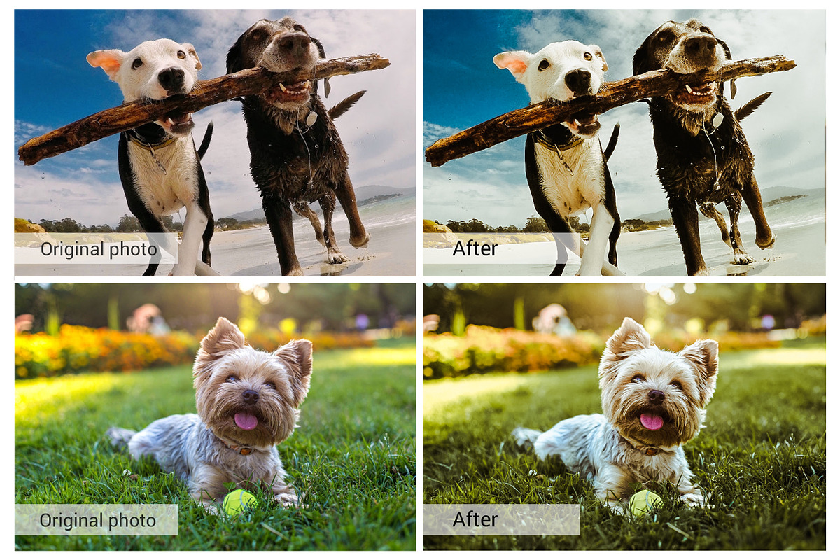 Lovely Pets Lightroom Presets, an Action Add-On by DreamColor (Photo 8 of 10)