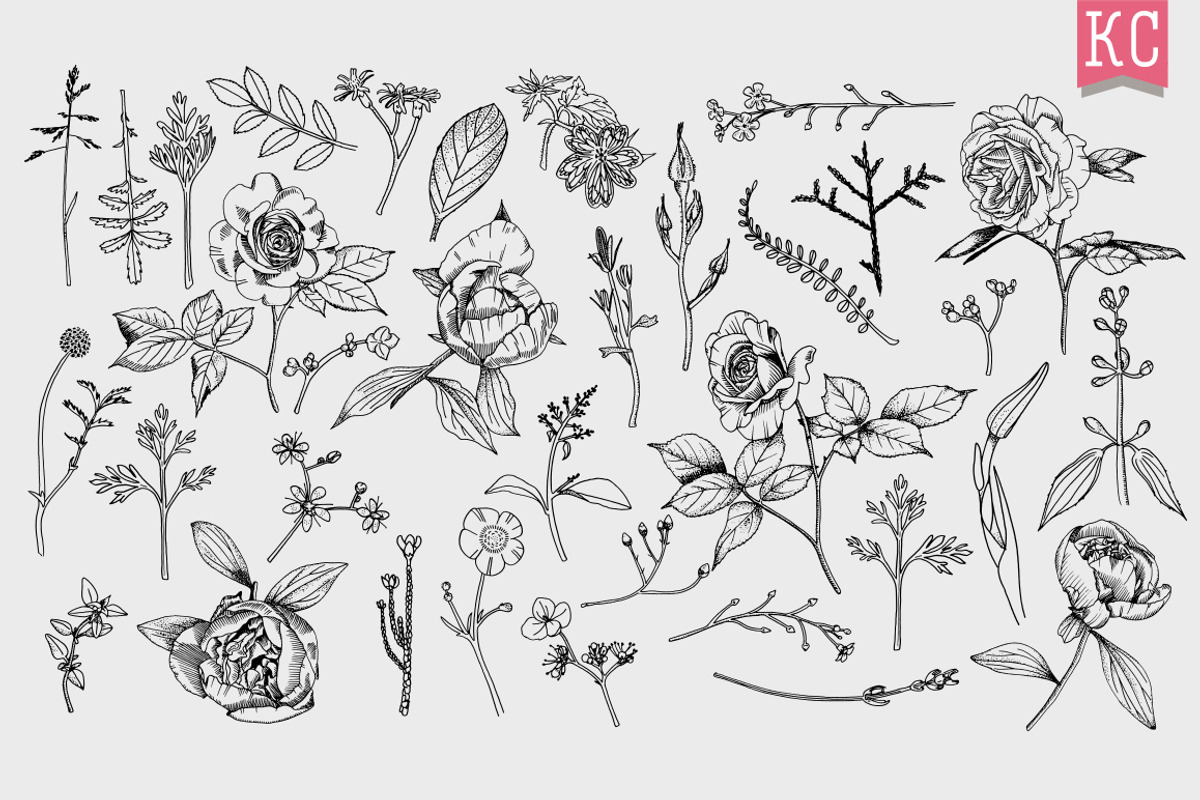 Vector Botanical Illustrations, an Illustration by Katy Clemmans (Photo 7 of 8)