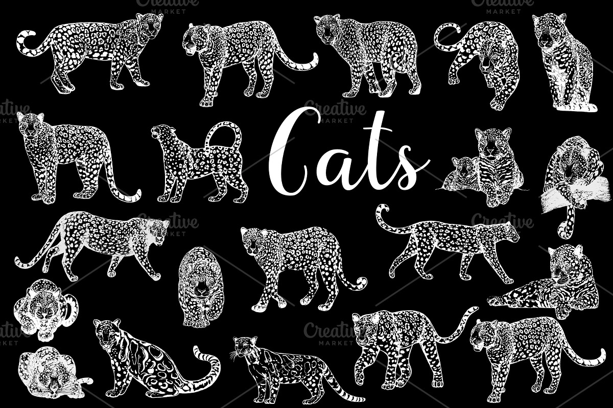 Leopards, an Animal Illustration by Ecaterina Sciuchina (Photo 2 of 5)