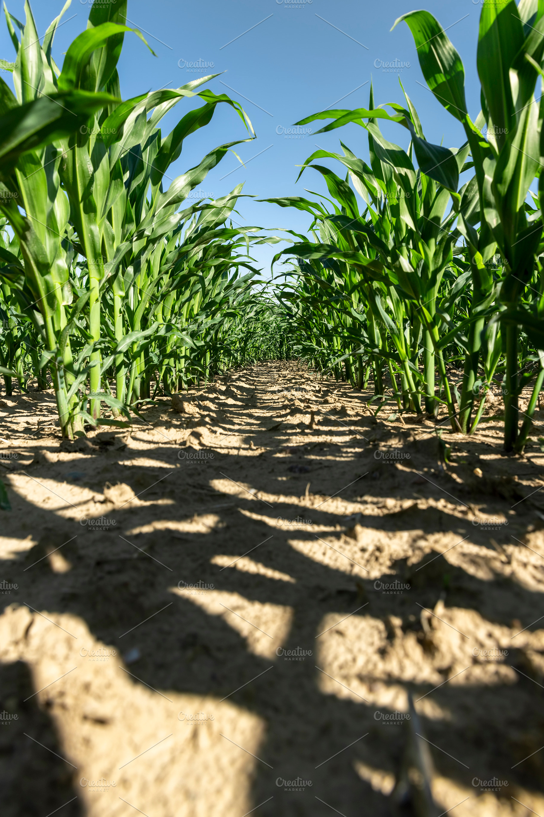 an agricultural field where corn crops are grown with flowers against a clear b, a Photo by rsoollAI
