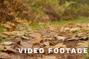 On The Ground. Autumn Daytime. Smooth Dolly Zoom Out Shot