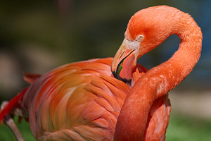 A vibrant pink flamingo stands on one leg, its neck gracefully c, an Animal Photo by ndanko
