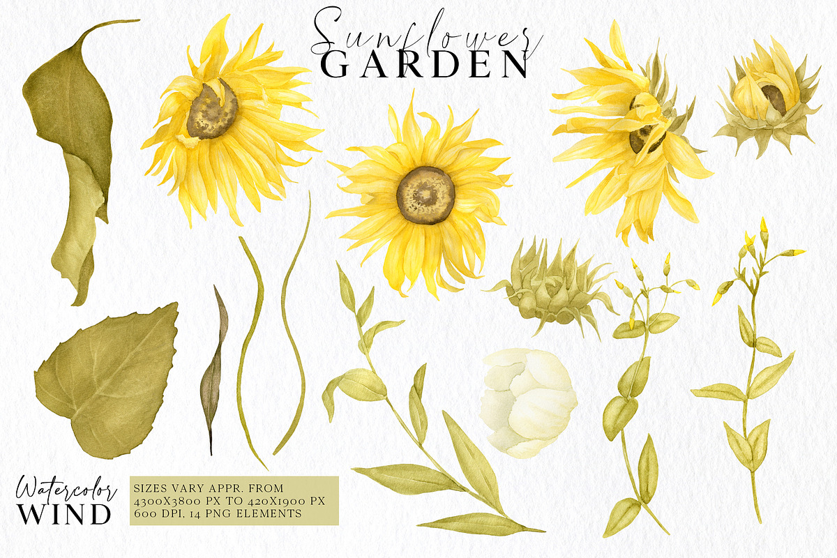 Watercolor Sunflowers Clipart, an Illustration by Ksenia Shmakova (Photo 2 of 12)