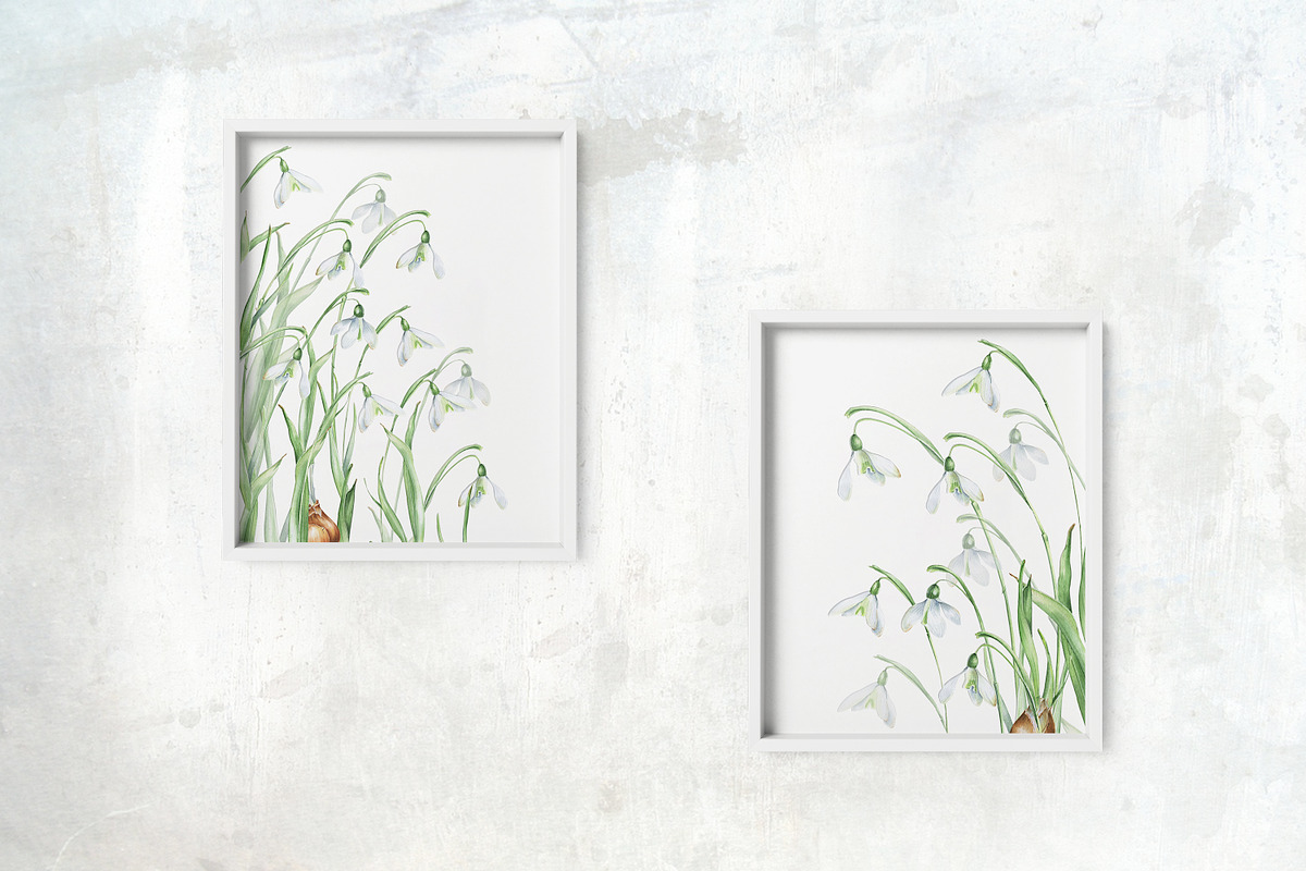 Snowdrops botanical illustration, an Illustration by Olga Koelsch (Photo 4 of 7)