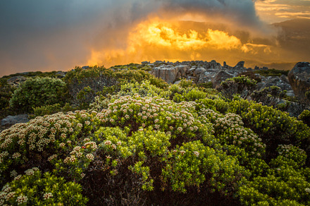 Sunrise on mount wellington containing mount wellington, hobart, and tasmania, a Nature Photo by Visual World