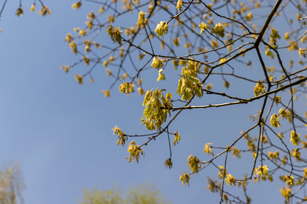 a flowering maple tree in the spring season, a spring park, a Photo by MyPhotos