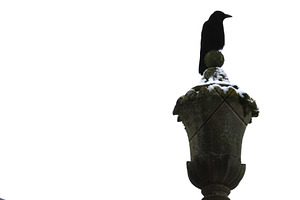 Looming Raven Photograph