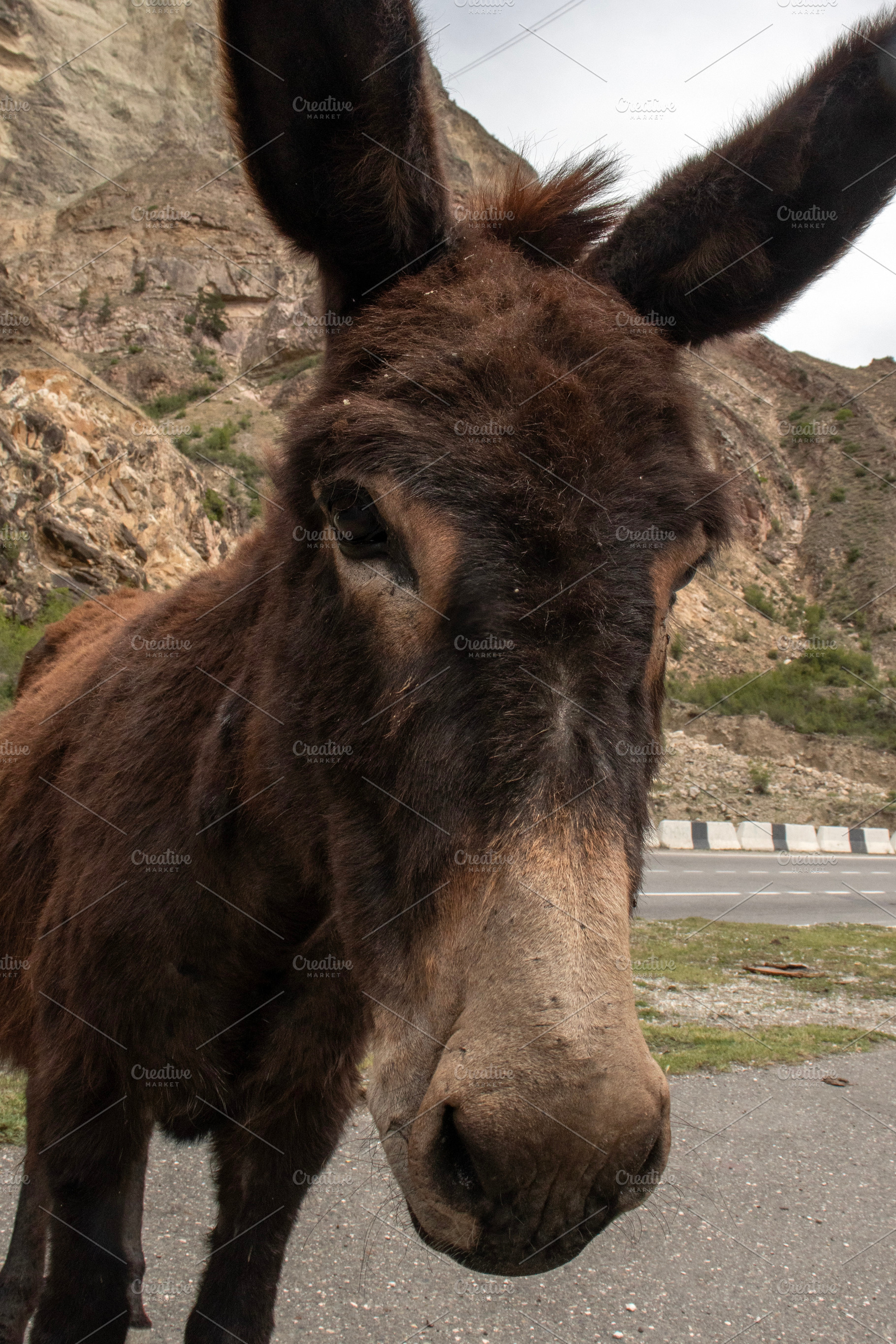 Donkey looking at the camera, an Animal Photo by Schreibikus