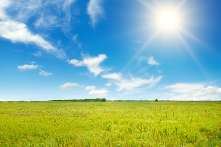 Bright dawn over field of beautiful flowers in grass