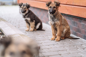 Group of Small Puppies Sitting Near Wooden Wall, an Animal Photo by Red Hot Chili Pepper Shop