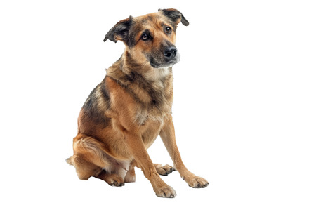 Attentive mixed breed dog on, an Animal Photo by Ylivdesign