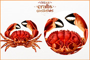 Vintage Crab illustrations, an Animal Illustration by Natalka Dmitrova art (Thumbnail 7 of 12)