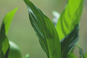 Green peace lily plant leaves displaying natural foliage and ele, a Photo by Studio ANNA