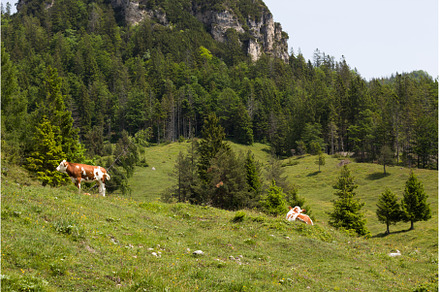 Cows grazing in fields