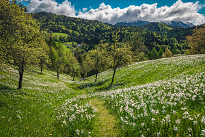 White daffodil flowers in the garden, a Nature Photo by Alpine Dreams