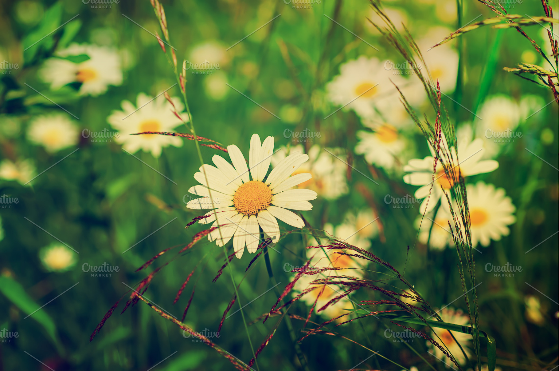 Wild camomile flowers, a Nature Photo by Nature and travel