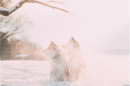 Two Siberian Husky Dogs Shrouded In, an Animal Photo by Our Amazing World