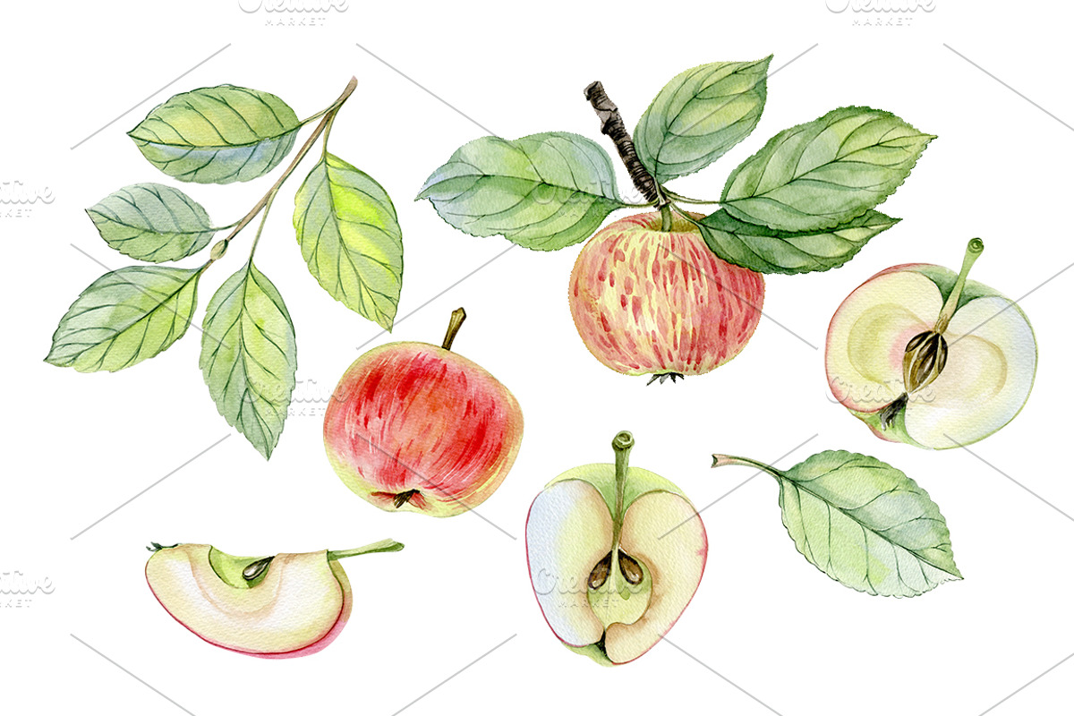 Apples, a Food Illustration by Watercolor life (Photo 2 of 3)