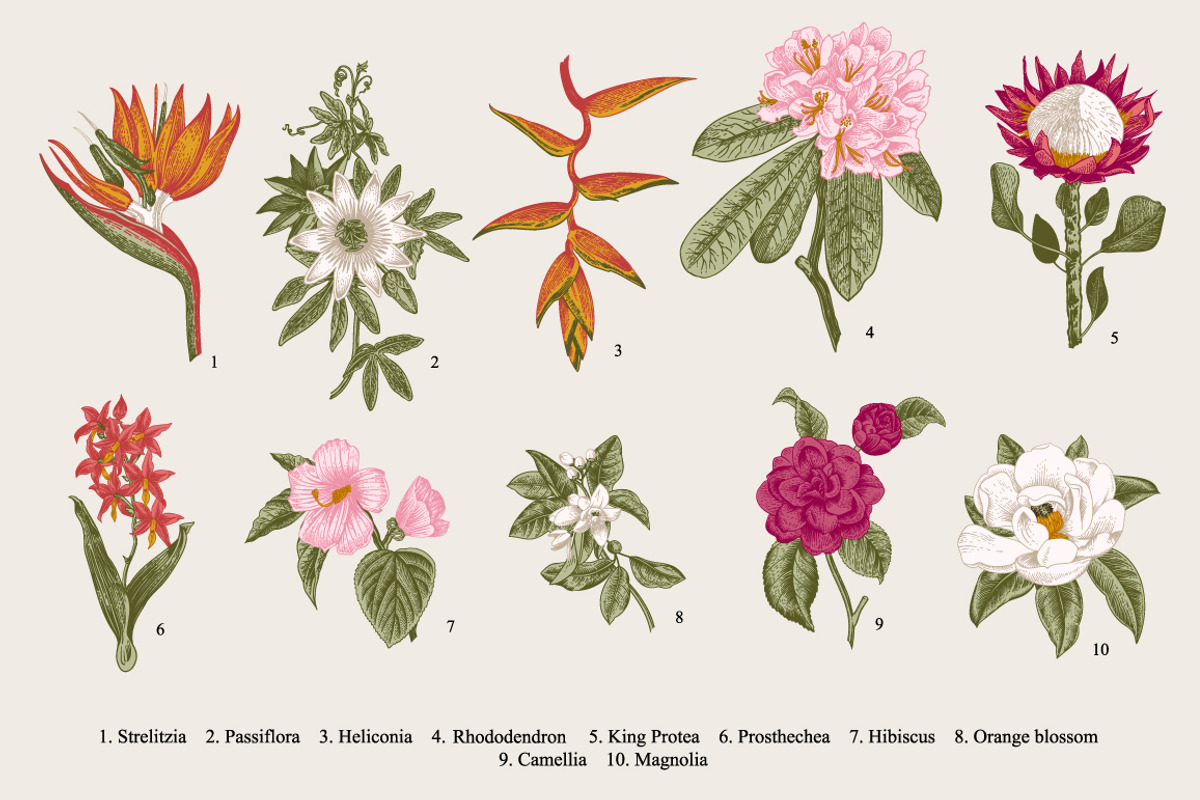 28 Exotic flowers., a Decorative Illustration by olga.korneeva (Photo 2 of 5)