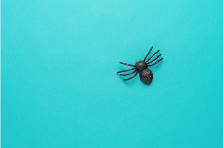 Halloween. Black spider on a, a Holiday Photo by Yulia71