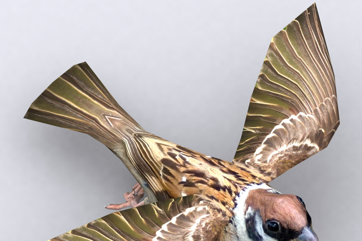 3DRT -Birds and critters - Sparrow, an Animal 3D Model by 3DRT.com (Photo 2 of 3)