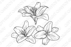 Lily Flower Illustration